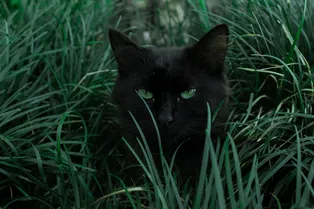 Найди кота! Пользователи Инстаграма* разыскивают питомца на загадочном фото