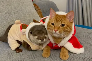 «Очаровательная пара»: выдра подружилась с котёнком и спит с ним в обнимку