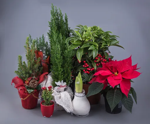 15 комнатных растений, которые зажгут новогоднее настроение