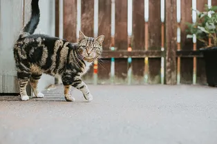 Далеко зашёл! Семья 7 лет искала пропавшего кота и нашла на другом краю страны