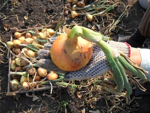 Когда собирают урожай лука Когда собирают урожай лука