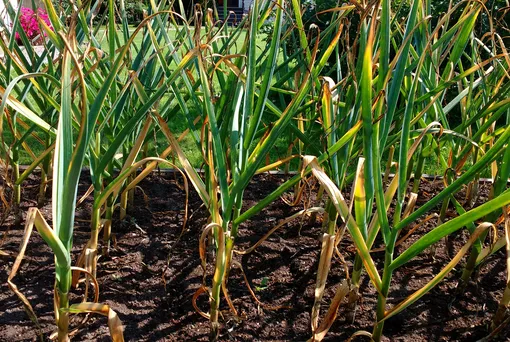 Почему листья чеснока желтеют уже в июне Почему листья чеснока желтеют уже в июне