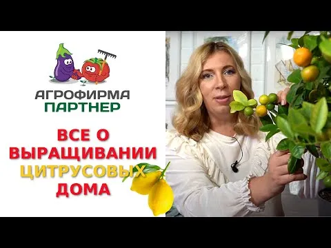 Нажми и смотри