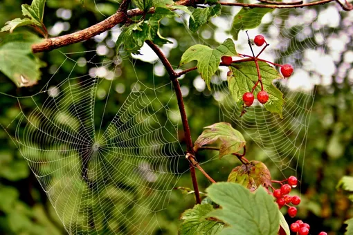 Лунный посевной календарь садовода и огородника на неделю: с 1 по 7 августа 2022 года с приметами и советами