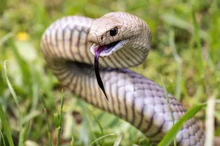 Смертельно опасная ложная кобра Гюнтера притаилась в саду: сумеете найти её на фото? Смертельно опасная ложная кобра Гюнтера притаилась в саду: сумеете найти её на фото?