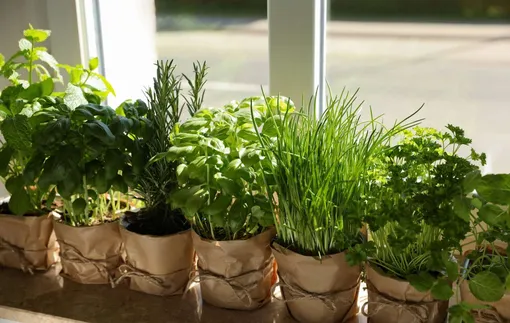 Зелень и травы для зимних микрогрядок