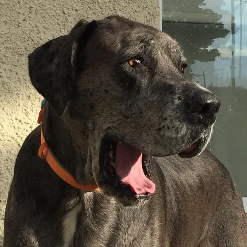 книга рекордов гиннеса, самая большая собака фото книга рекордов гиннеса, самая большая собака фото