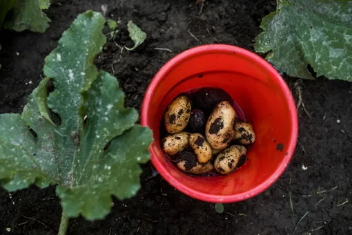 Картошка Картошка