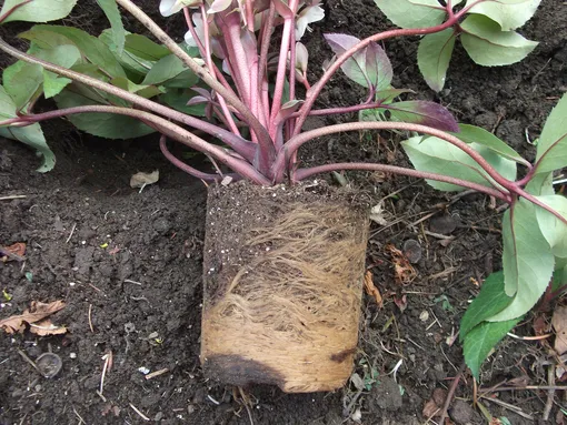 Посадка морозников Посадка морозников