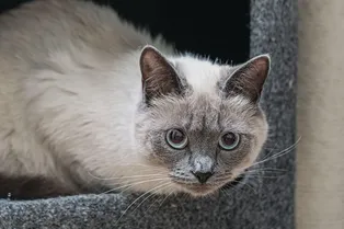 От скромных когтеточек до дерева на всю стену: 10 кошачьих комплексов для квартиры любого размера