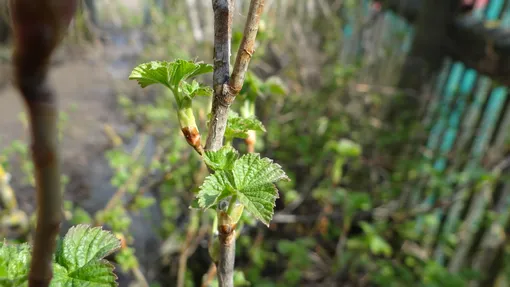 Старение смородины