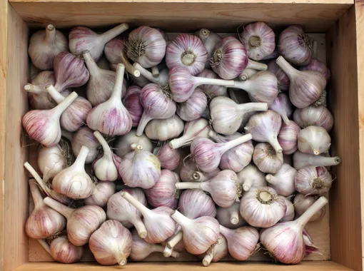 Выбор семенного материала