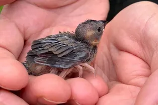 Два года назад женщина выходила лысого птенца — и он не смог ее покинуть