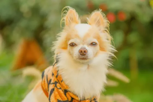 чихуахуа чихуахуа