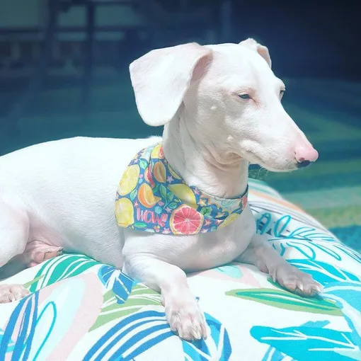 Дьюк — такса-альбинос Дьюк — такса-альбинос