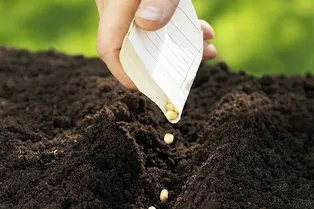 Сажаем семена под луной