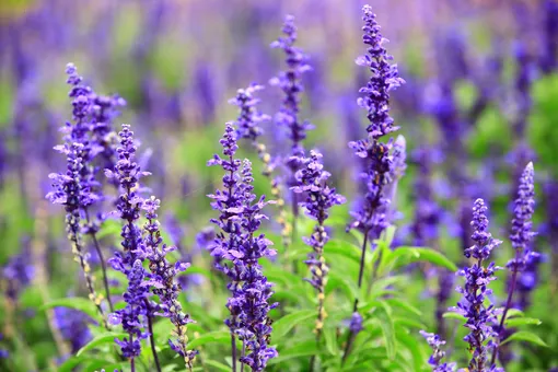 как прорастить шалфей из семян как прорастить шалфей из семян