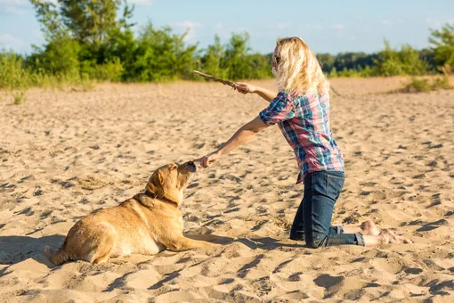 Как вести дневник тренировок и достижений вашей собаки