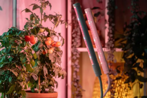 Выращивание помидоров зимой на подоконнике? Да, но при одном условии Выращивание помидоров зимой на подоконнике? Да, но при одном условии