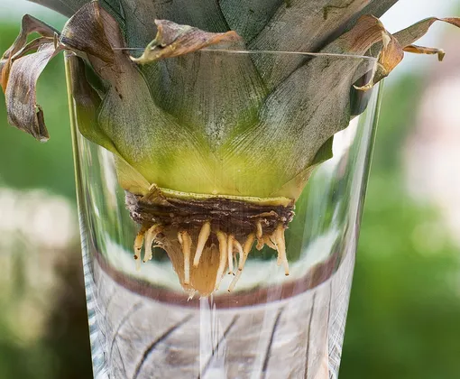 Регулярно меняйте воду, чтобы избежать появления плесени Регулярно меняйте воду, чтобы избежать появления плесени