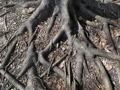 Почему ни в коем случае нельзя покрывать землёй корни деревьев