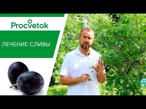 Нажми и смотри