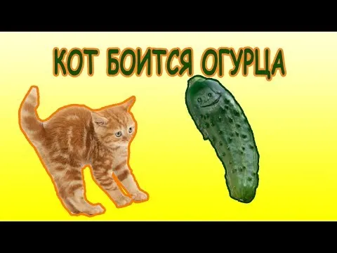 Нажми и смотри