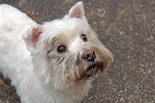 5 привычек собаки, которые человеку кажутся странными, но на деле являются нормой 5 привычек собаки, которые человеку кажутся странными, но на деле являются нормой