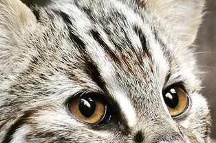 В московском зоопарке появился новый котик. Его фото собрали 3 000 лайков за несколько часов