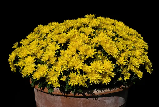 Хризантемы в горшке Хризантемы в горшке