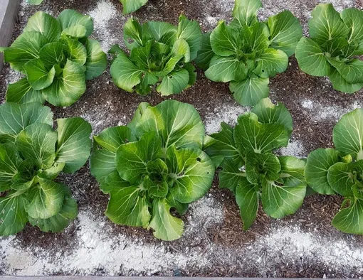 Диатомит от вредителей