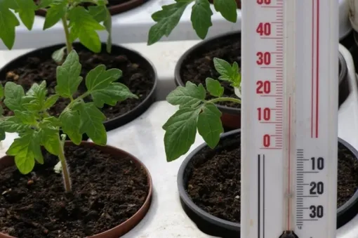 14 дней до улицы: 5 советов для закаливания рассады весной 2026