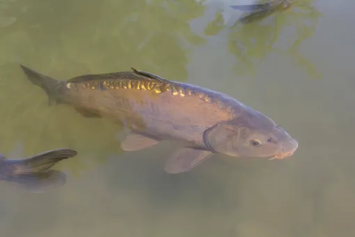 Жительница Кузбасса развела карпов в затопленном подвале дома Жительница Кузбасса развела карпов в затопленном подвале дома