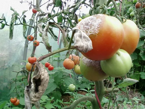 Больные растения