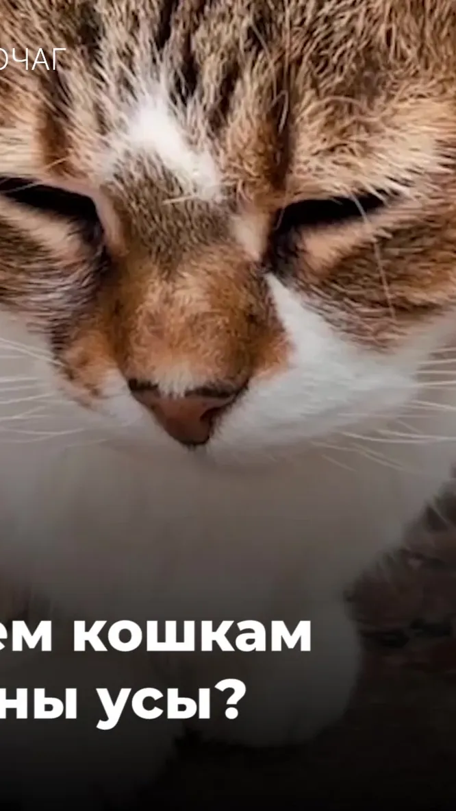 Нажми и смотри