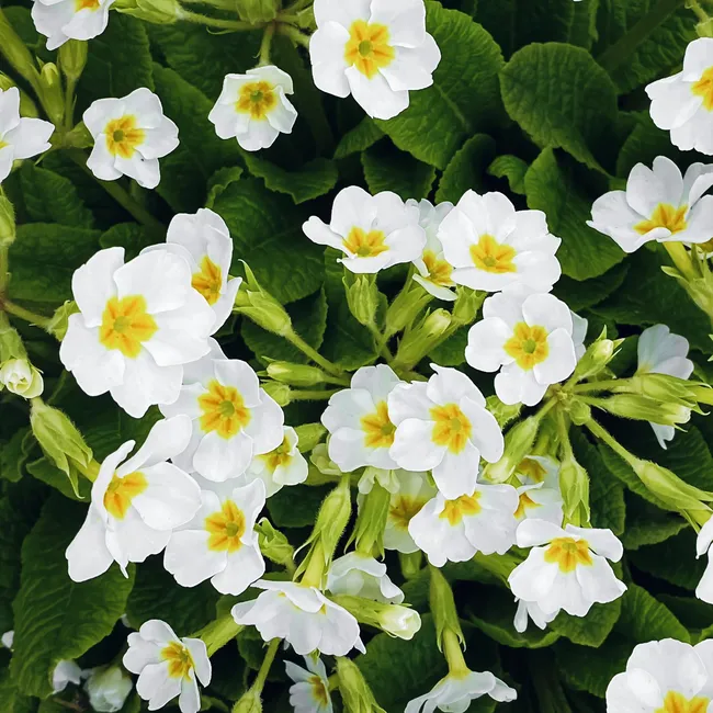 Не только борщевик: к этим 7 растениям лучше не прикасаться Не только борщевик: к этим 7 растениям лучше не прикасаться