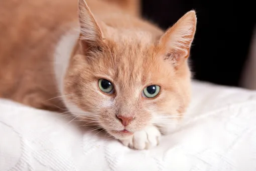 38 лет ласки — не сказки: истории 5 реальных кошек-долгожителей 38 лет ласки — не сказки: истории 5 реальных кошек-долгожителей