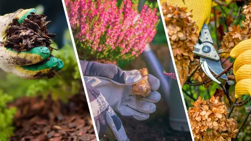 Как подготовить сад к осени: посадка, уборка, обрезка, удобрение и защита Как подготовить сад к осени: посадка, уборка, обрезка, удобрение и защита