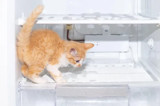 6 признаков, что в вашем холодильнике неправильная температура, и как это исправить, и кот