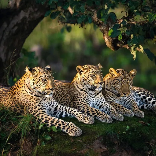 Леопарды в Индии не хотят возвращаться в дикую природу