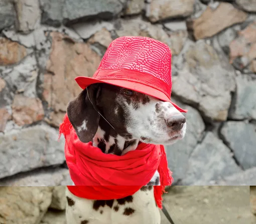 «Капсульный гардероб» для собаки: что это такое и как сэкономит деньги?