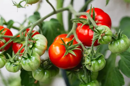 Сломайте помидор, и он созреет быстрее. Способы ускорения созревания томатов на кусте Сломайте помидор, и он созреет быстрее. Способы ускорения созревания томатов на кусте