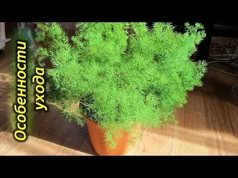 Нажми и смотри
