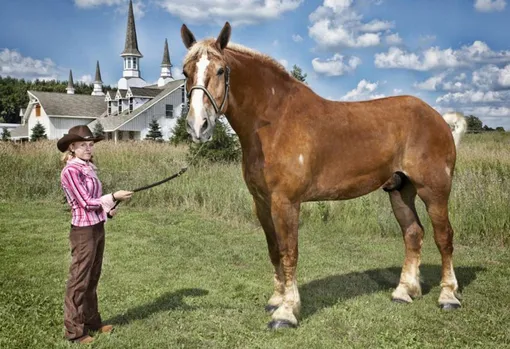 Самый высокий конь Джейк