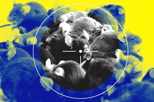 Любвеобильные мыши превратили жизнь хозяина в ад: 1000 грызунов отправились в приют