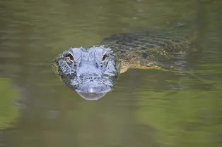 Коварнее, чем мы думали: аллигаторы научились притворяться тонущими людьми