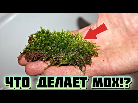 Нажми и смотри