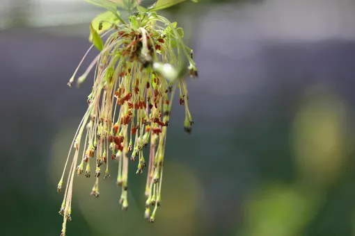 Как выглядит клён ясенелистный, или клён американский