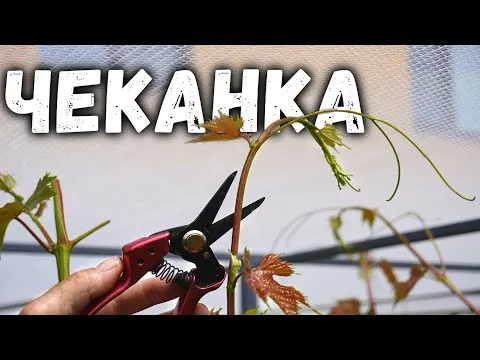 Нажми и смотри
