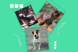 От джек-рассела до овчарки: каким был Тотошка в разных экранизациях «Волшебника Изумрудного города»